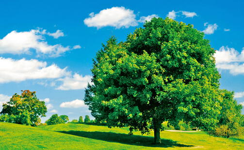 kalendarze-trojdzielne-zielone-drzewo